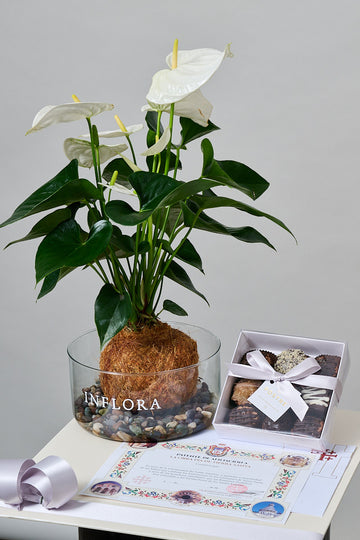 Kokedama Anthurium + Brownies (El Postre) + Misa Perpetua - Set de Condolencia