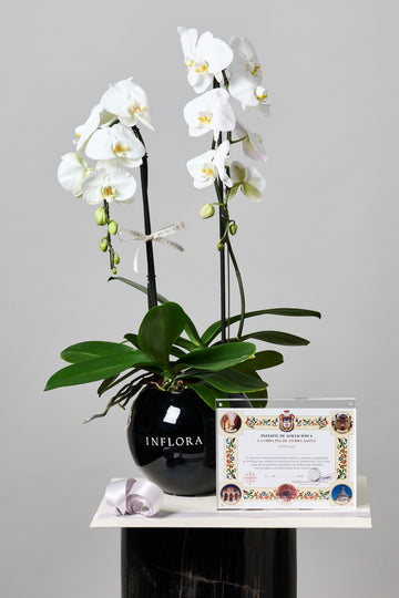Set de Condolencias - Orquídeas Cascadas con Marco de Acrílico y Misa Perpetua