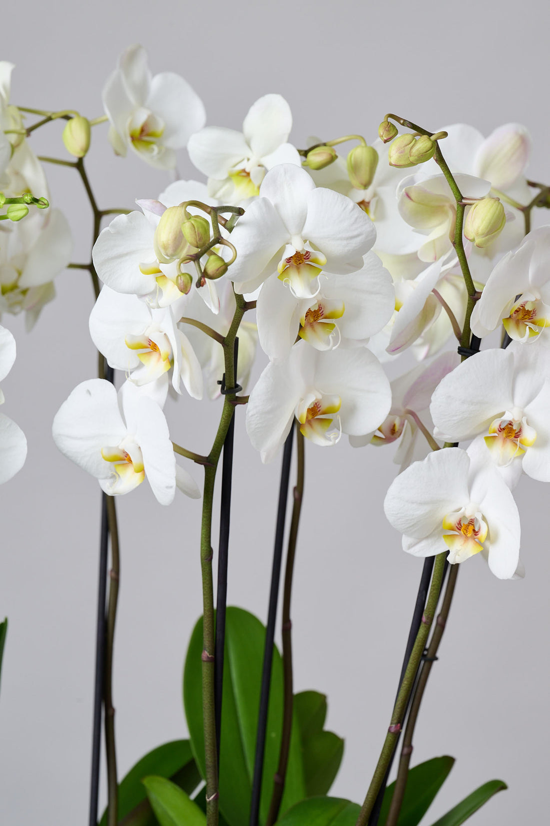 Bowl Trinitate con Orquídeas