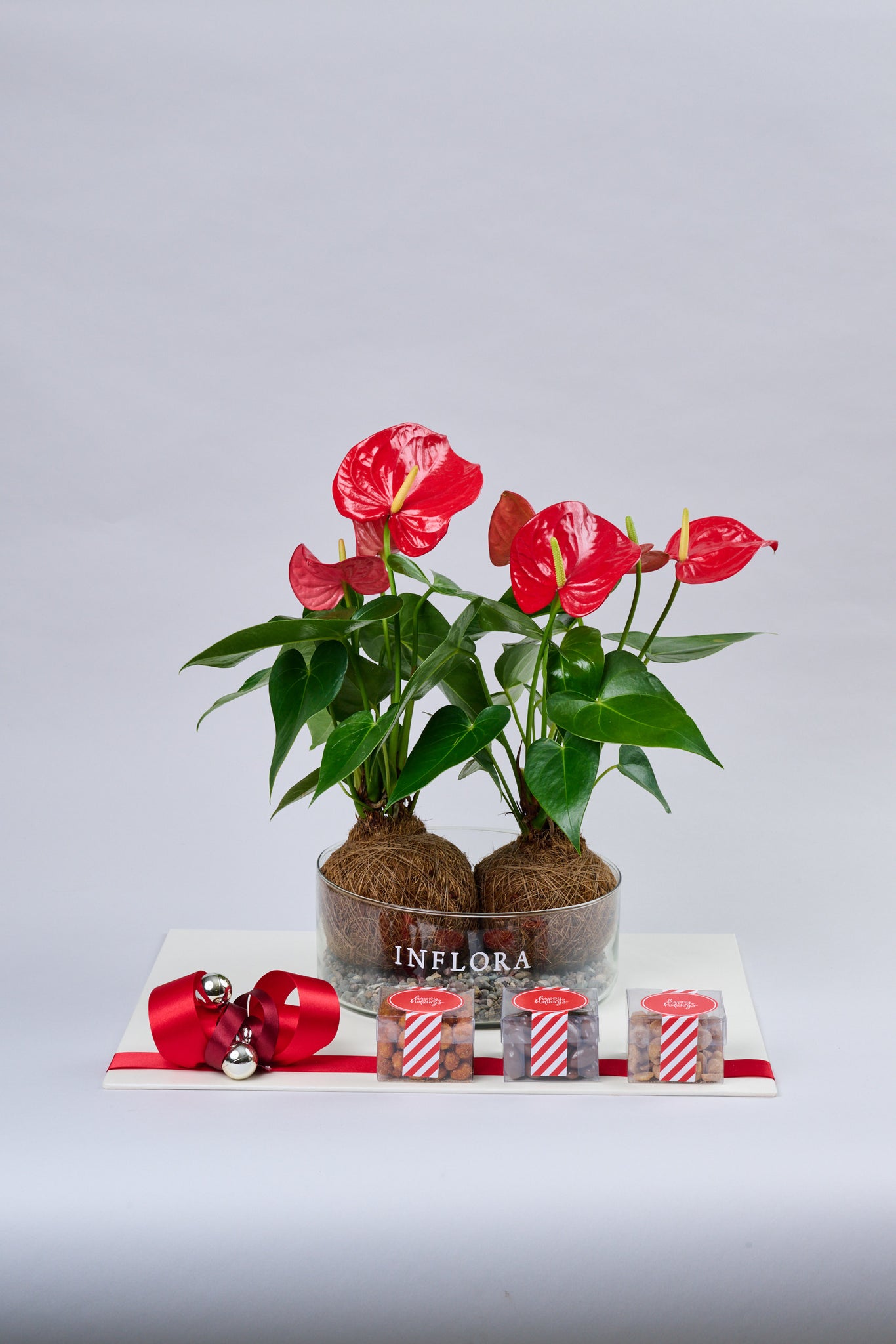 Kokedama Anthurium Doble