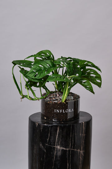Monstera Adansonii