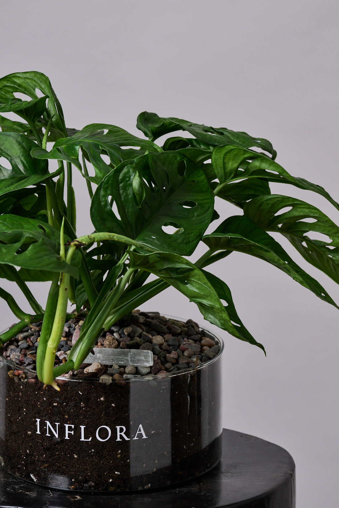 Monstera Adansonii