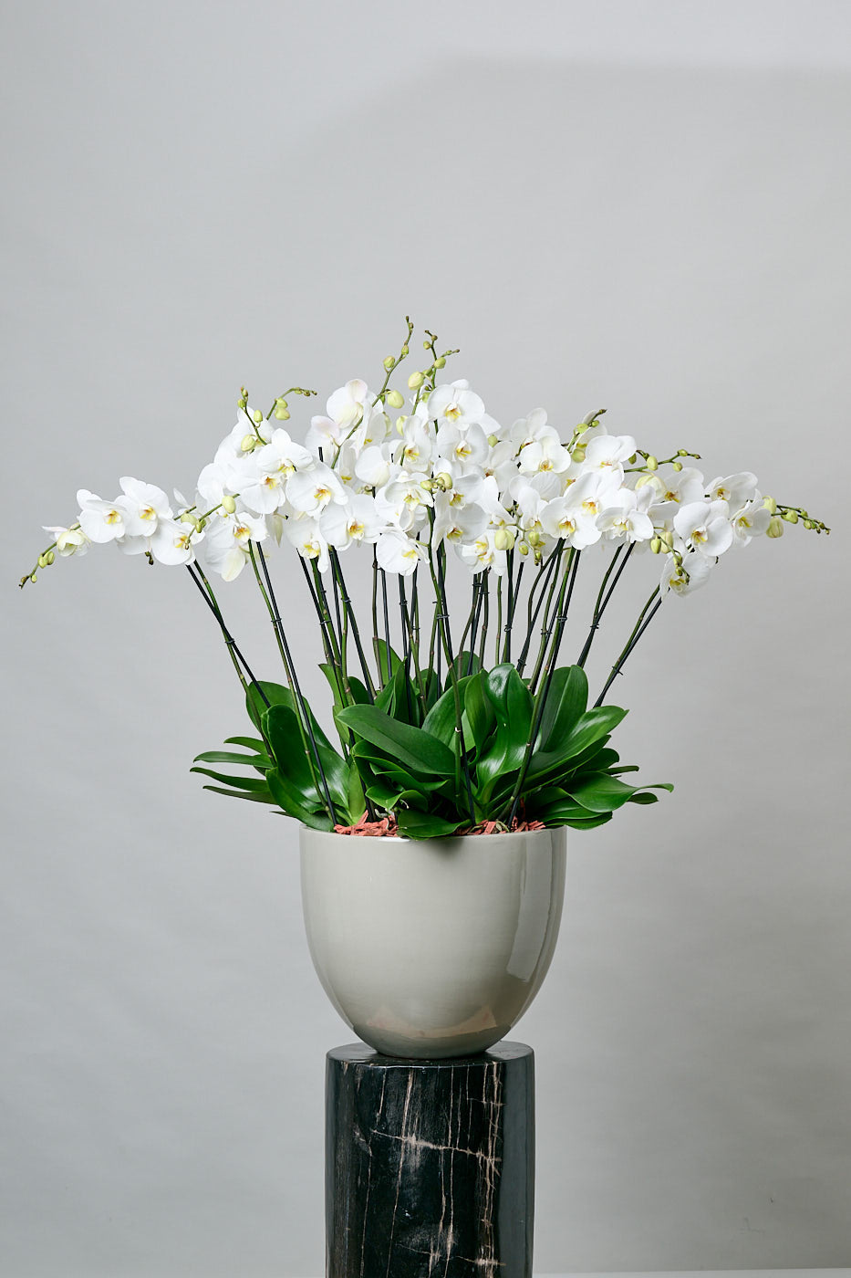 Orchid Wonder