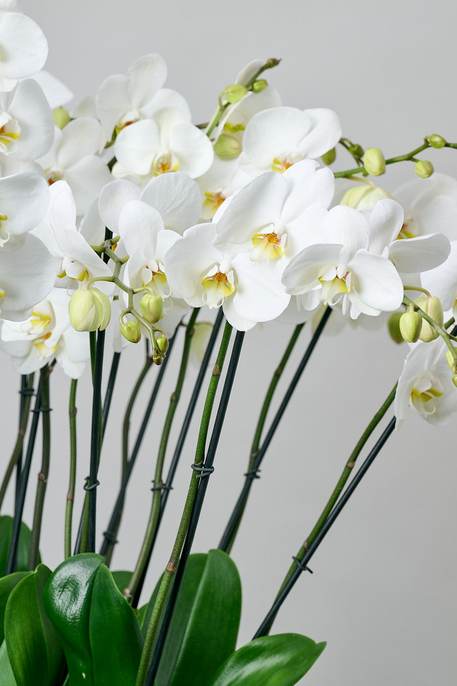 Orchid Wonder