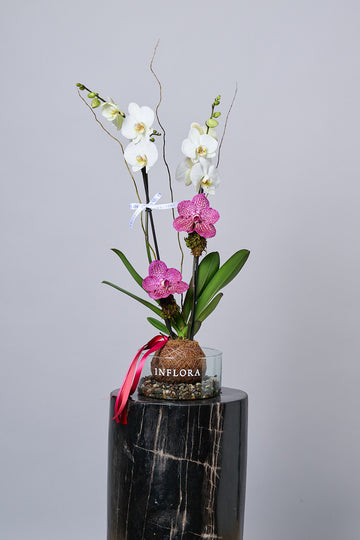 Kokedama Orquídea + Vandas