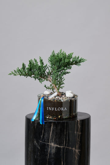 Bonsai Junipero