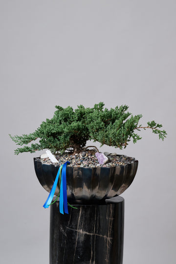 Bonsai Junipero Día del Padre