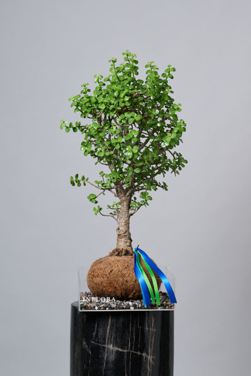 Kokedama Árbol de la Abundancia Día del Padre