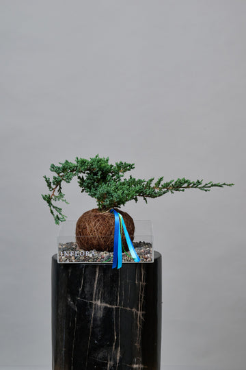 Kokedama Bonsai Junipero Día del Padre