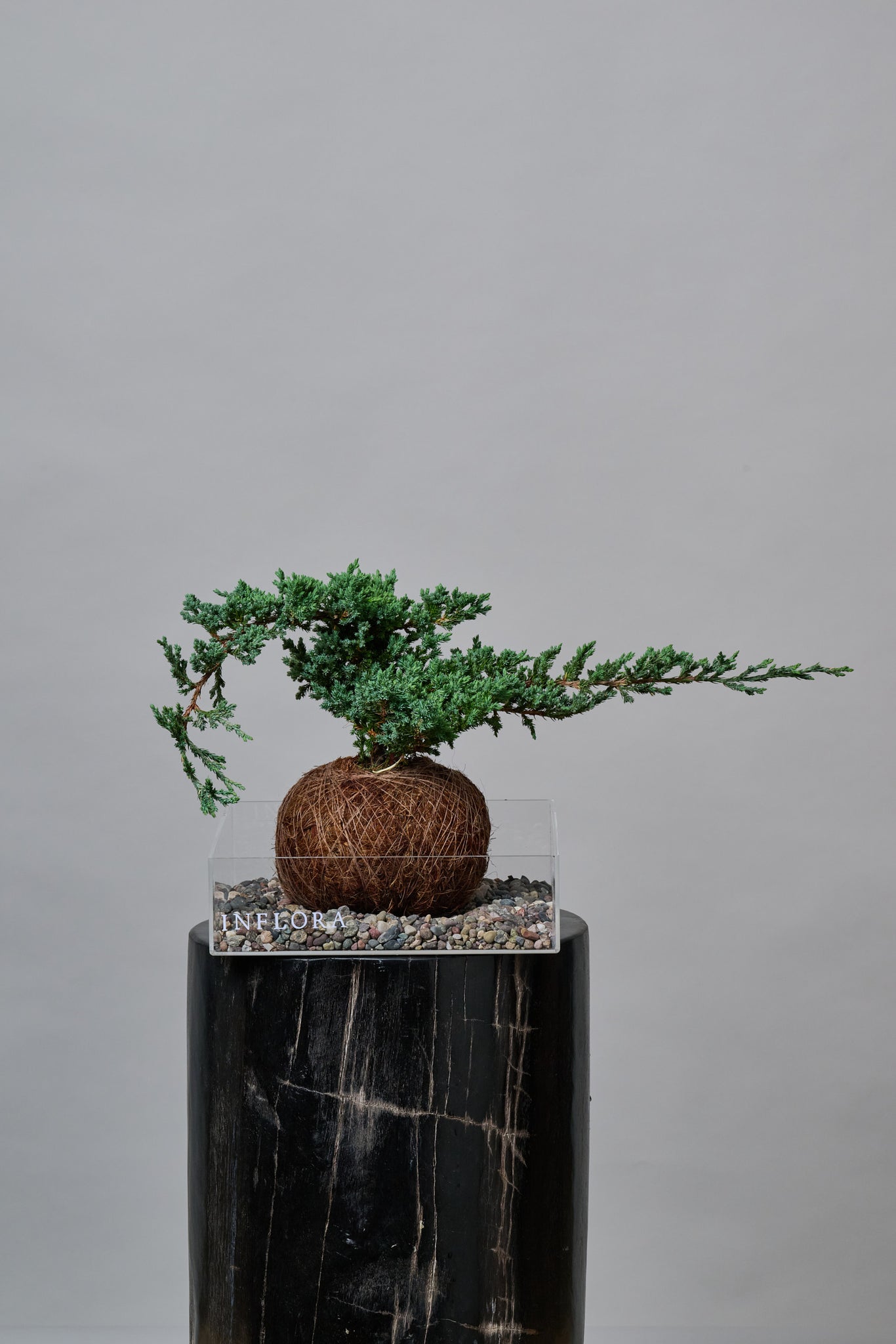 Kokedama Bonsai Junipero