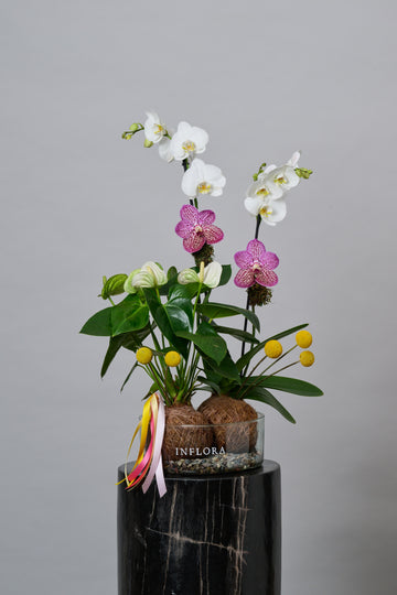 Jardín de Kokedama Orquídea + Anthurium