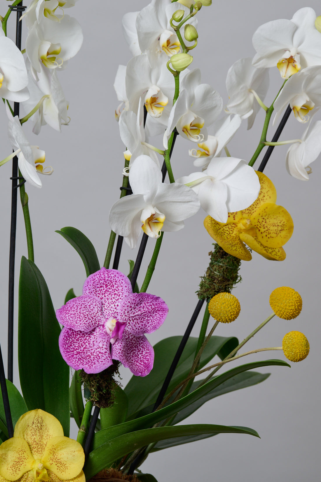 Jardín de Kokedama Orquídea Triple