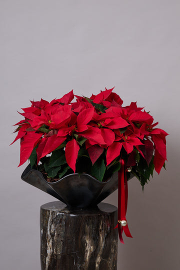 Bowl Ondas con Nochebuenas