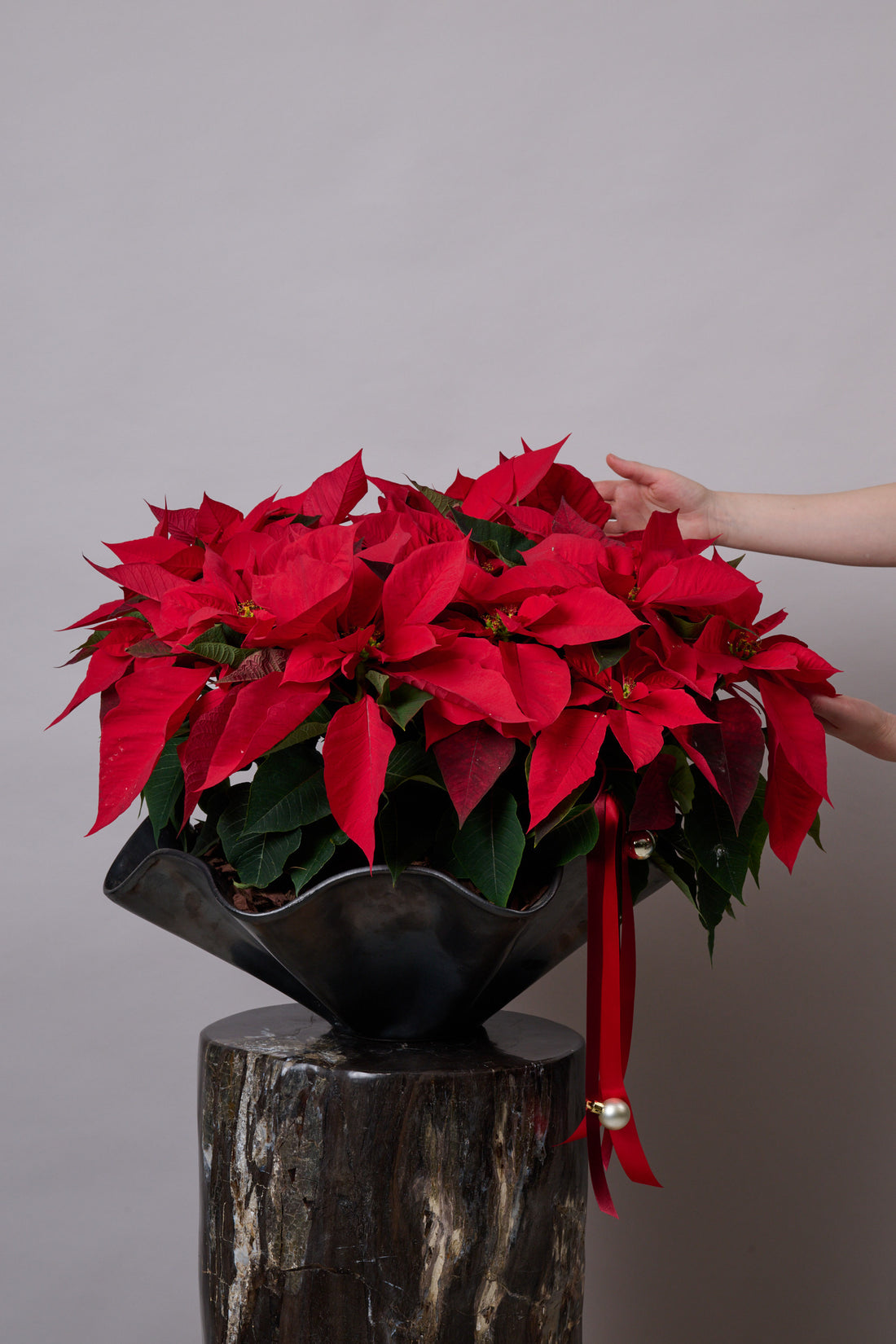 Bowl Ondas con Nochebuenas