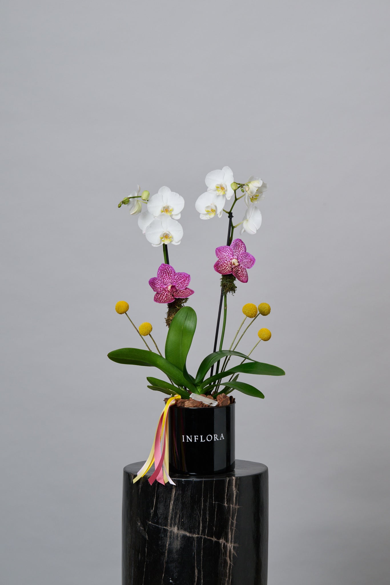 Jardín de Orquídeas Chico