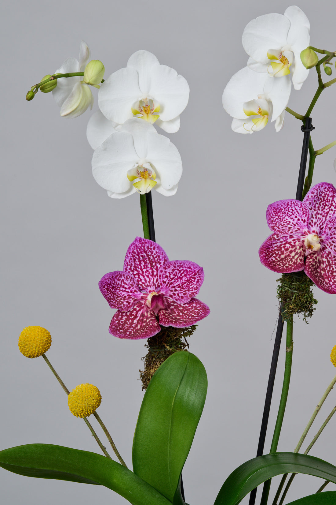 Jardín de Orquídeas Chico