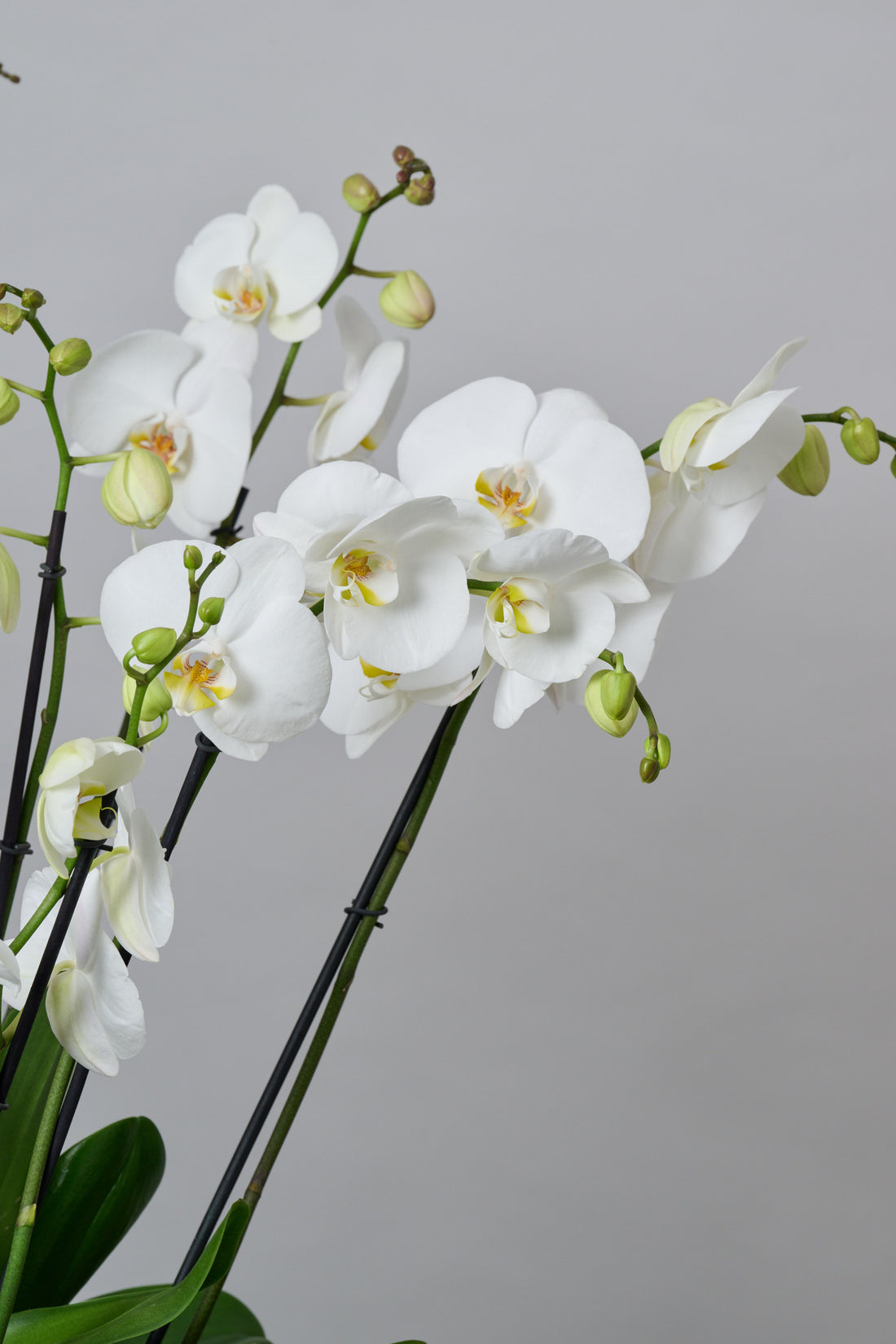Bowl Ondas con Orquídeas