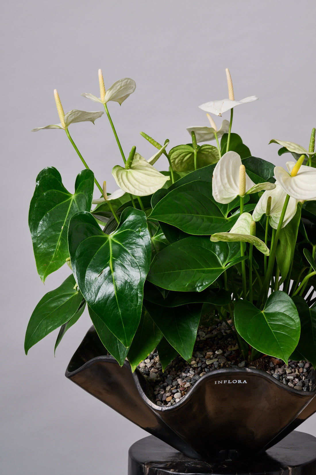 Jardin de Anthuriums Ondas