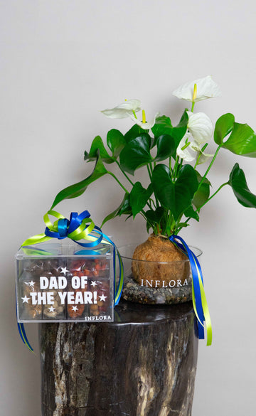 Caja de Sonrisas Día del Padre + Kokedama Anthurium