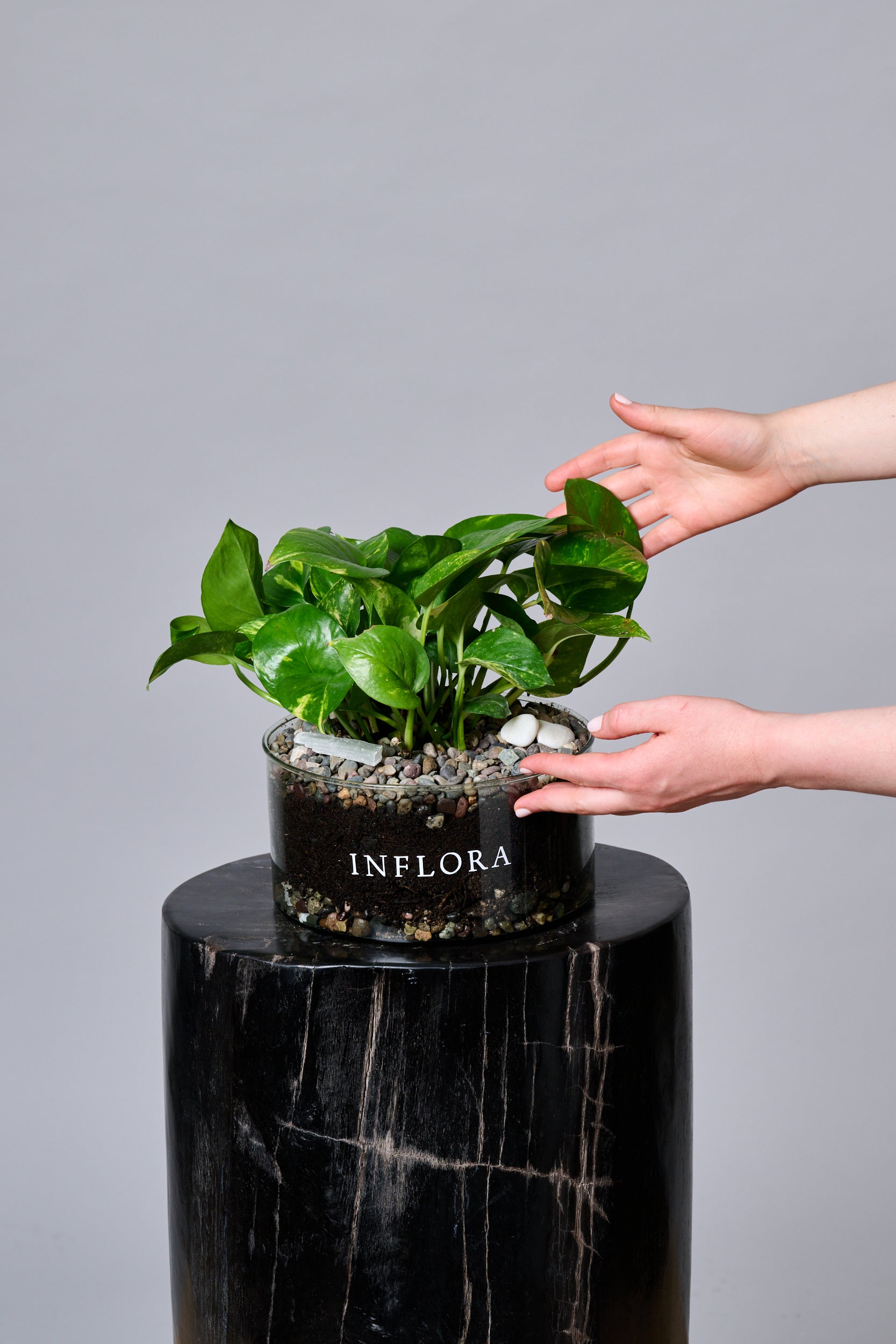Planta Julieta – Regala Inflora