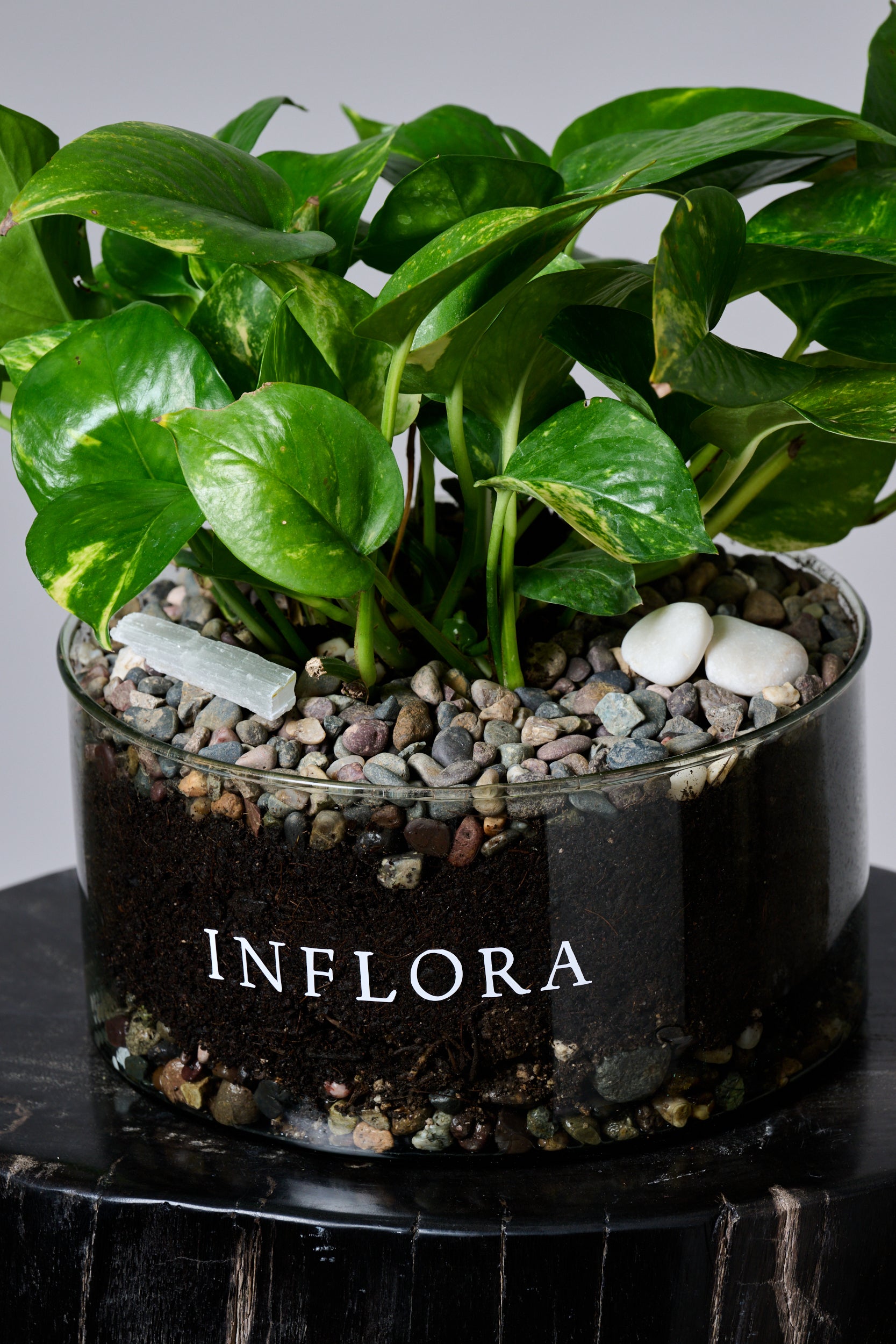 Planta Julieta – Regala Inflora