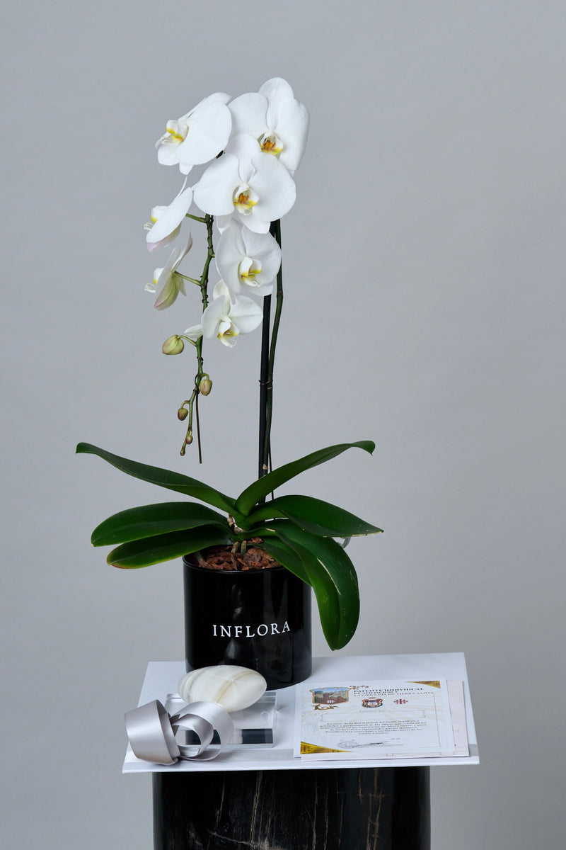 Set de Condolencia Orquídea Cascada + Corazón – Regala Inflora