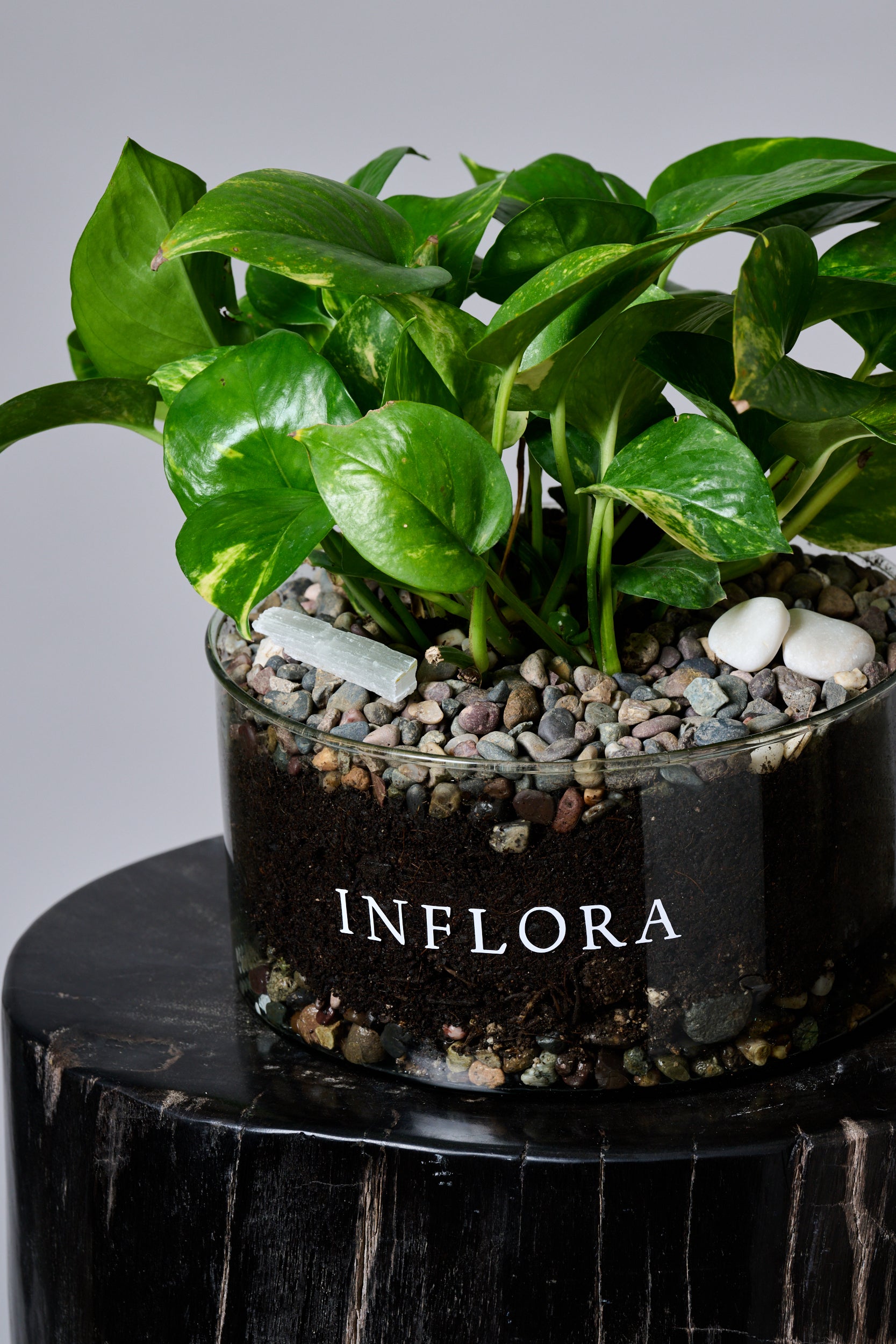 Planta Julieta – Regala Inflora