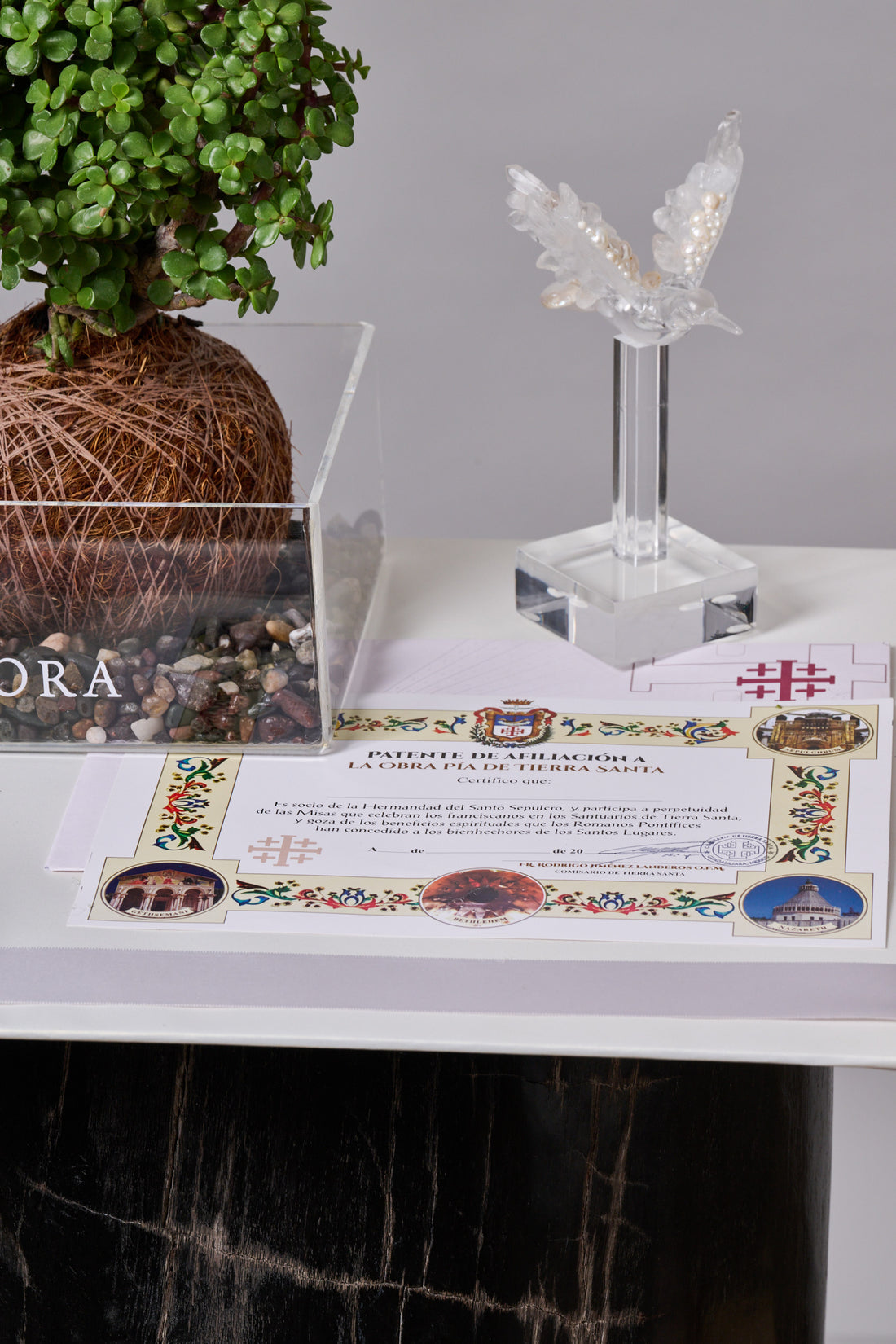 Kokedama Árbol de la Abundancia + Colibri - Sets de Condolencias Envio Nacional
