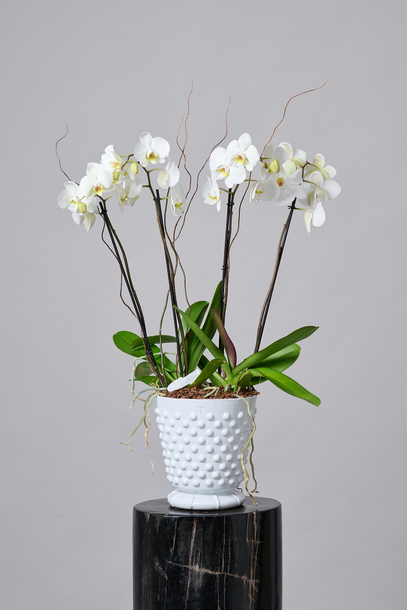 Maceta de Trinitate con Orquídeas