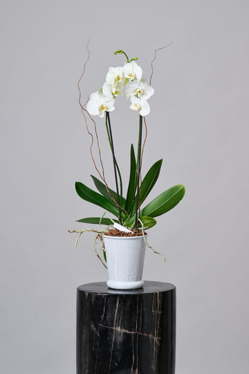 Orquídea en Maceta Trinitate