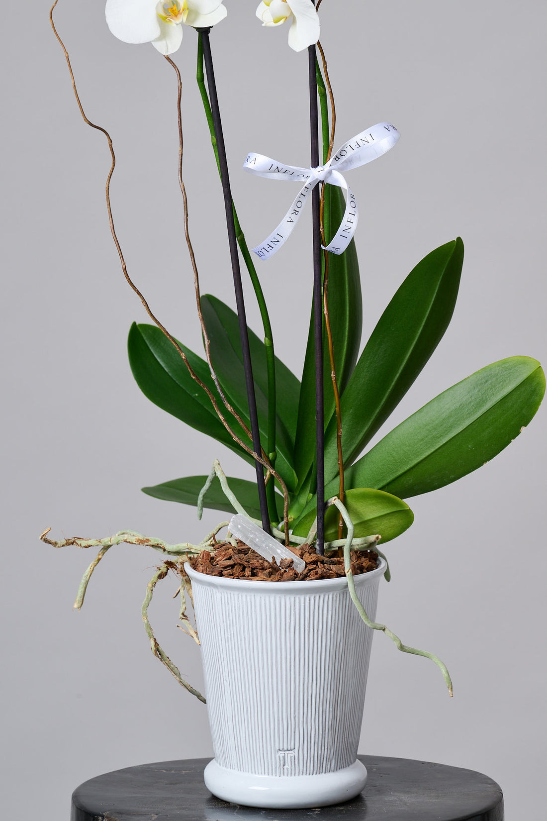 Orquídea en Maceta Trinitate