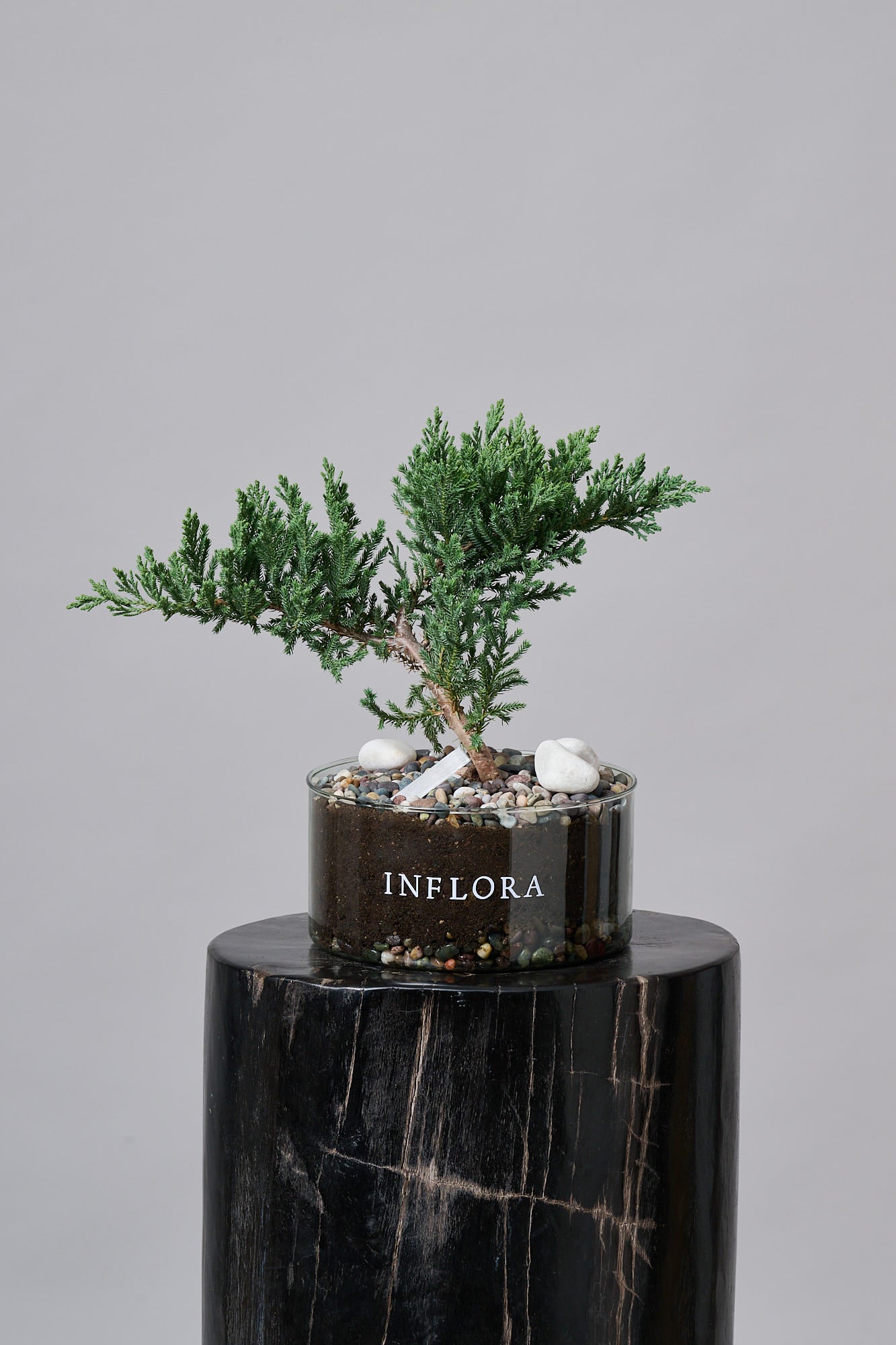 Bonsai – Regala Inflora