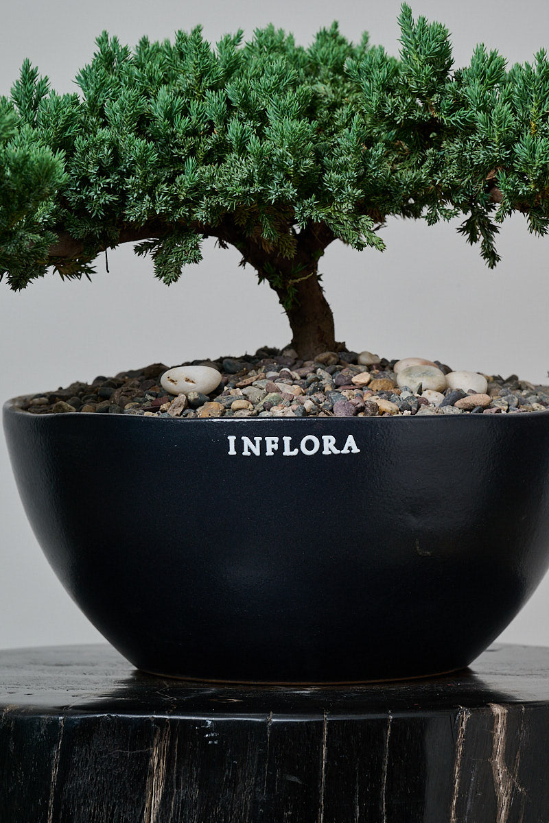 Bonsai Junipero