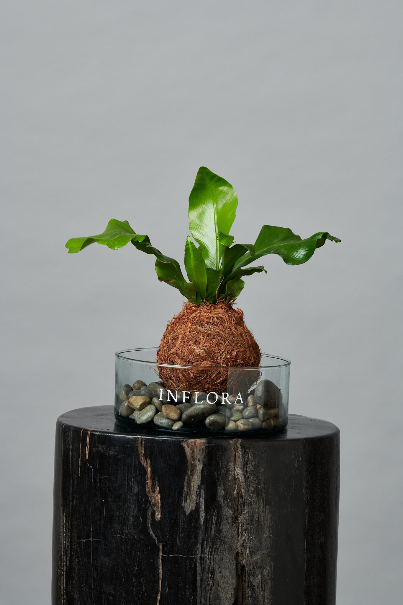 Kokedama Helecho Nido de Ave