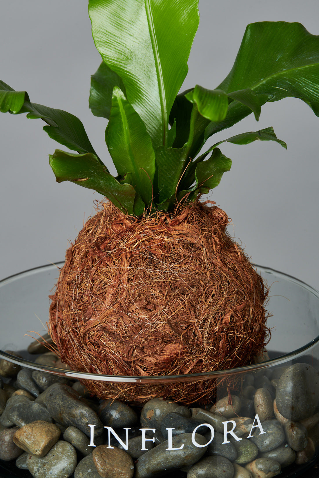 Kokedama Helecho Nido de Ave
