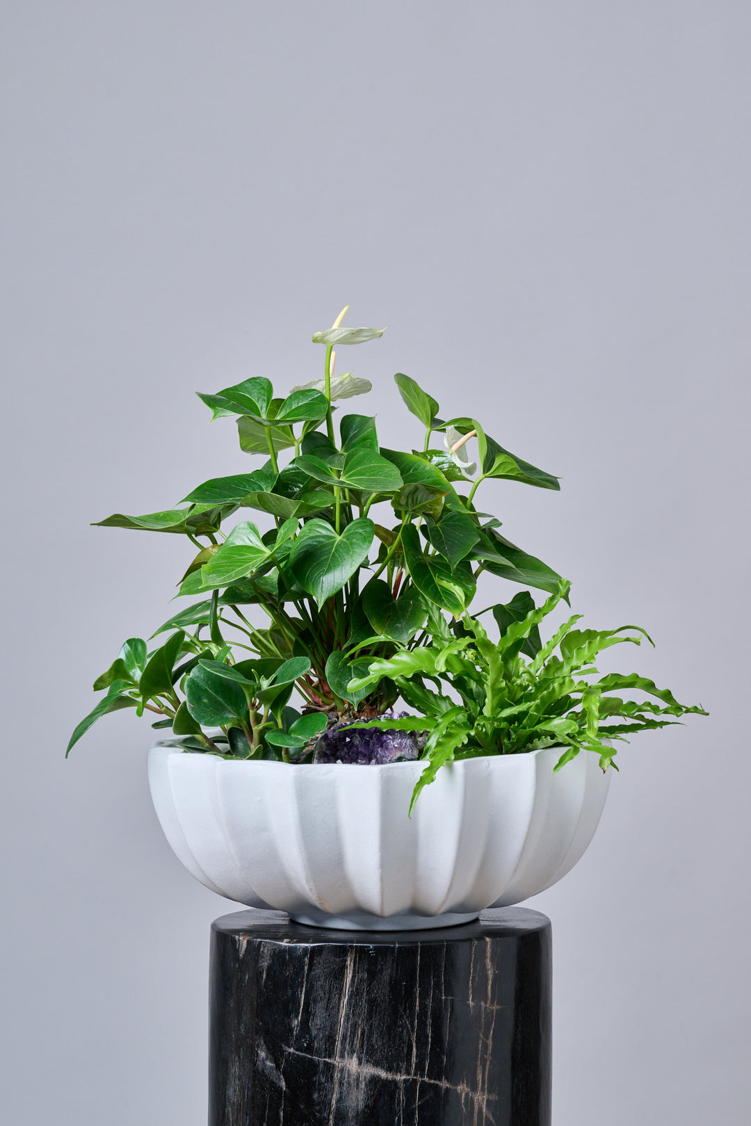 Plantas – Regala Inflora