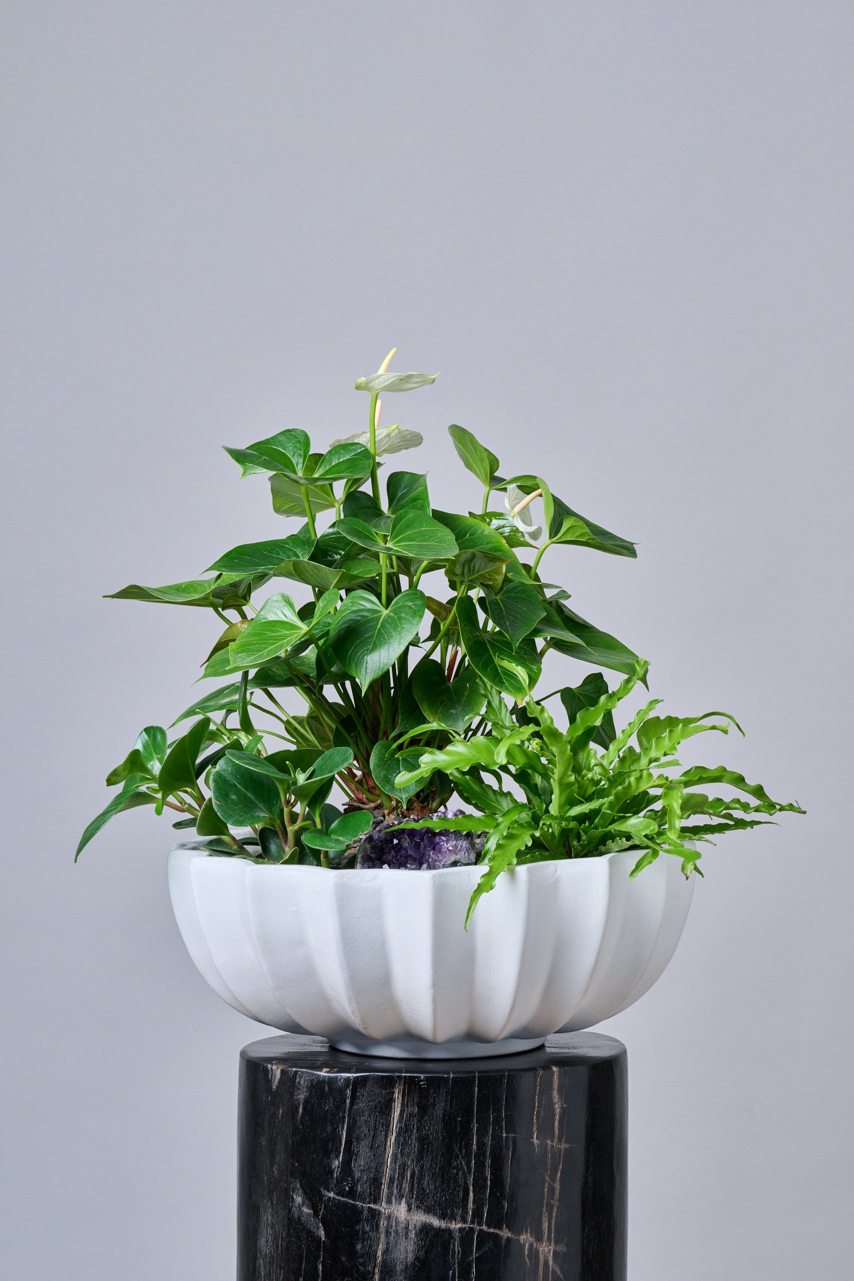 Plantas – Regala Inflora