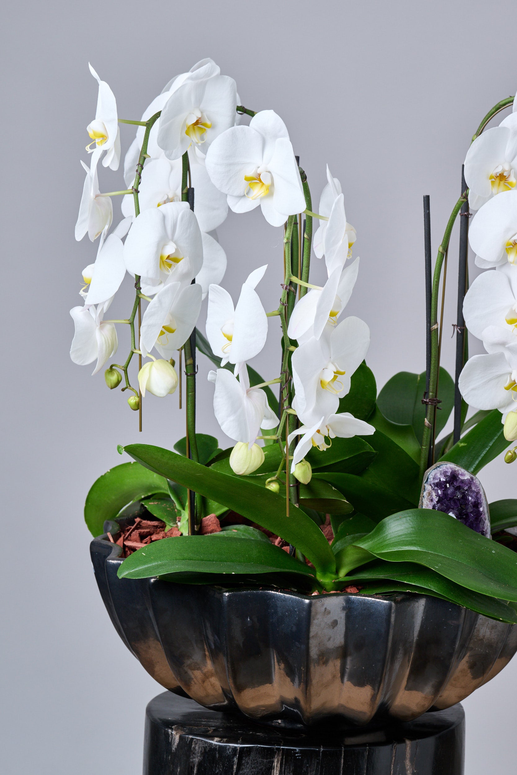 Waterfall Orchid – Regala Inflora